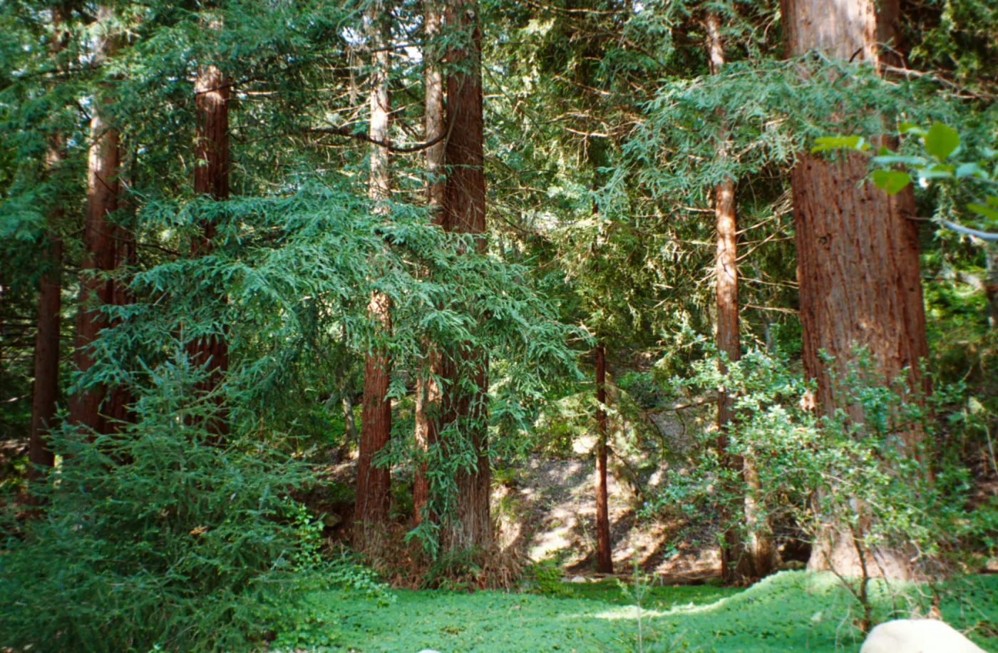 Redwoods in the Santa Barbara Botanic Garden