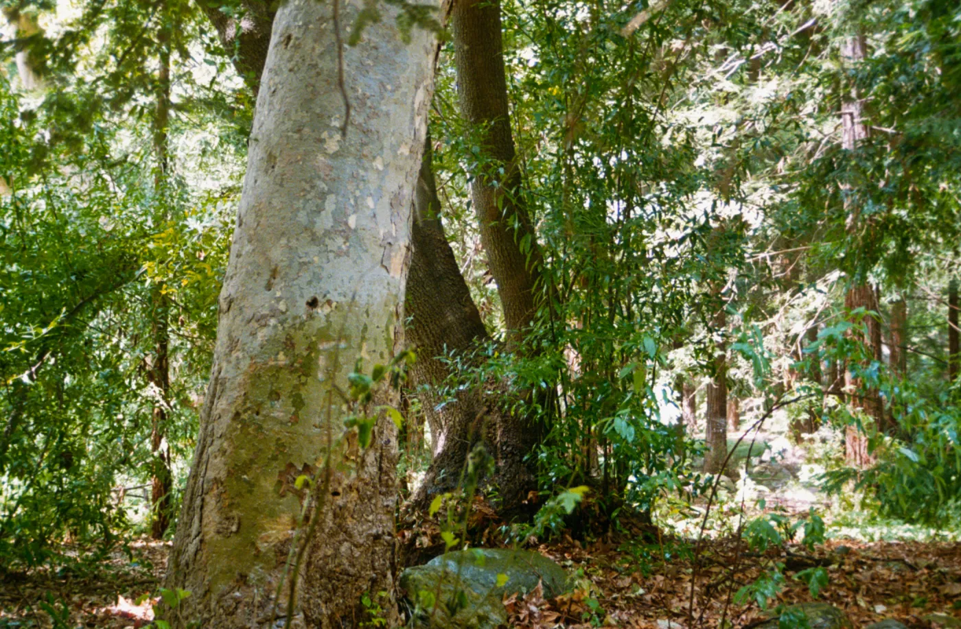 Redwood Section