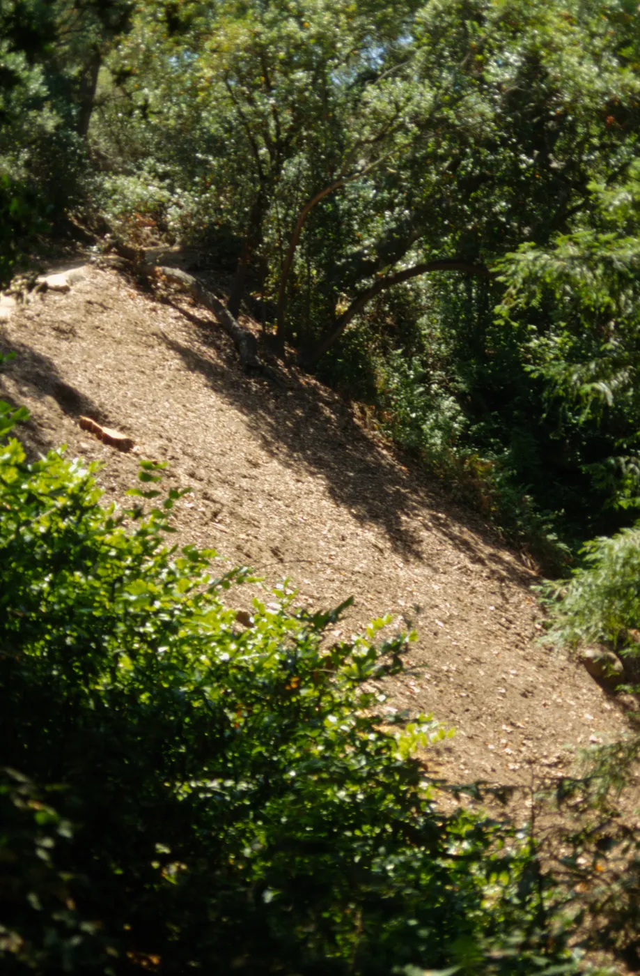 Redwood Slope Restoration Project
