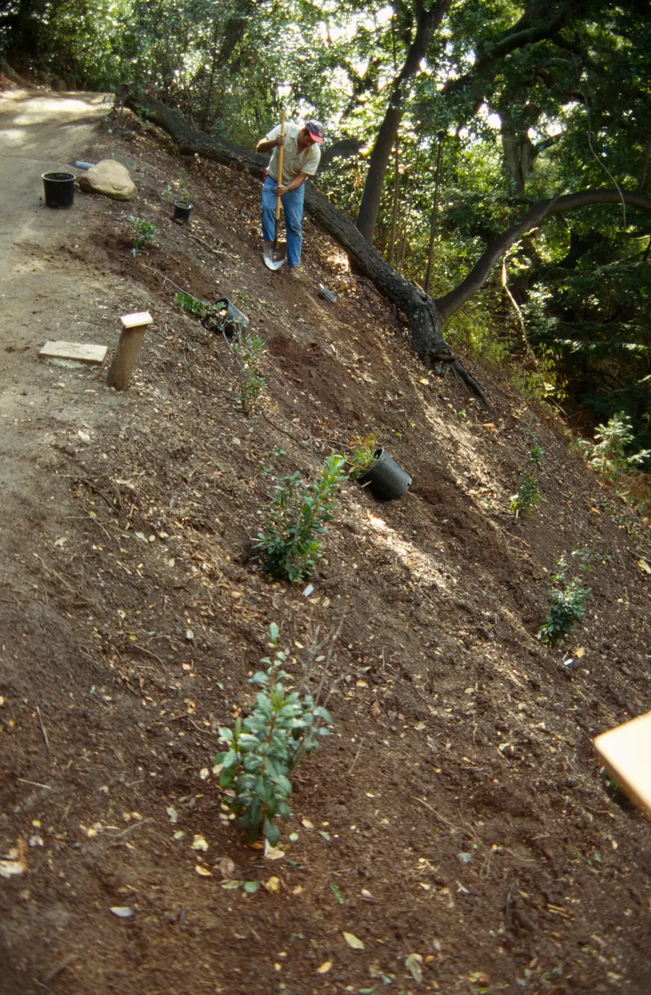 Redwood Section Planting
