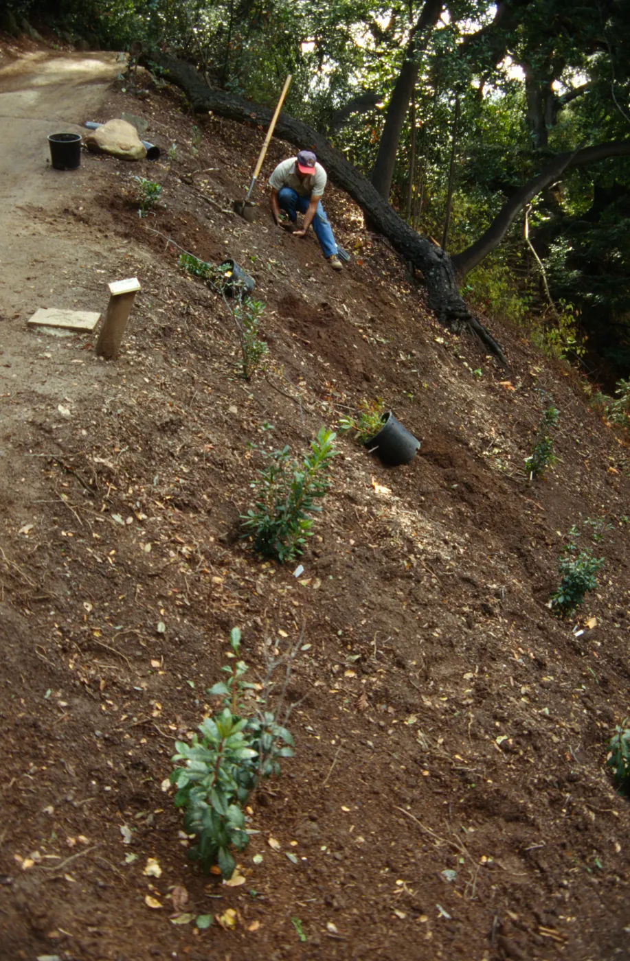 Redwood Section Planting