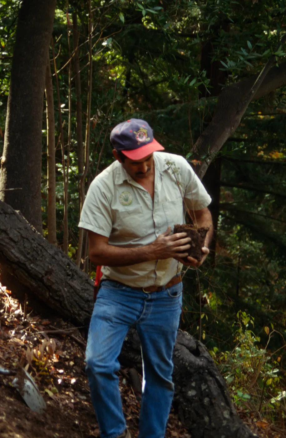 Redwood Slope Renovation