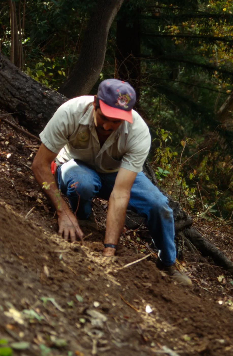 Redwood Slope Renovation
