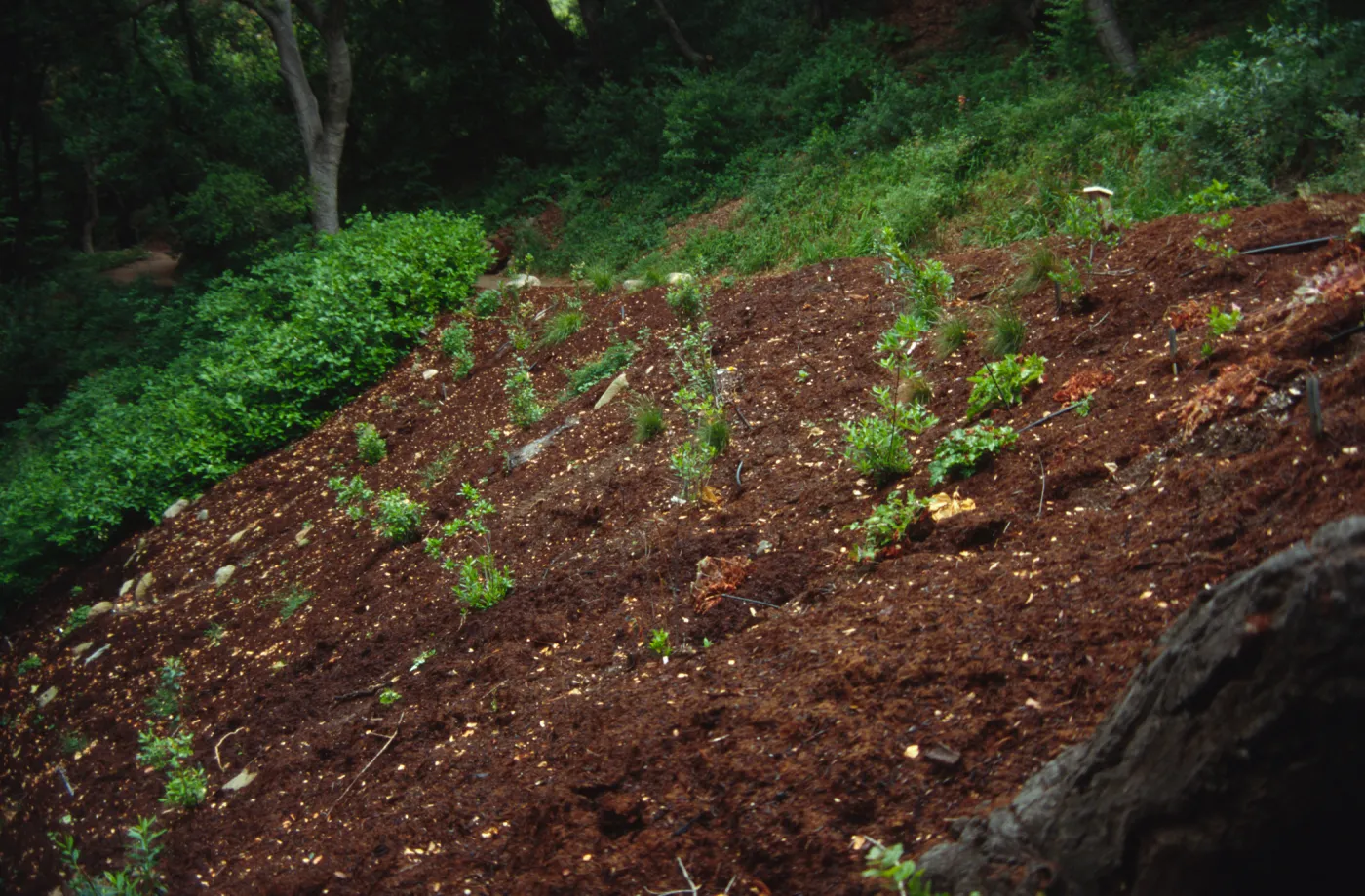 New Planting on Redwood Slope