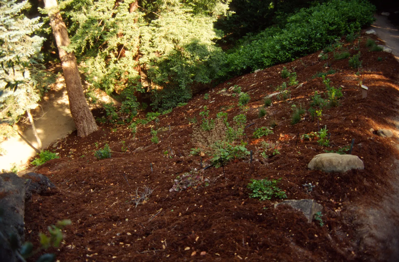 New Planting in Redwood Section