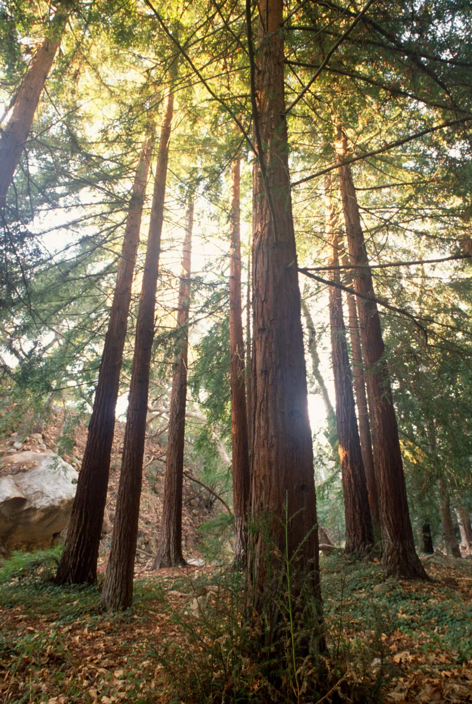 Sunlight through the redwood trees at SBBG, Redwood Section (Coast Redwood)