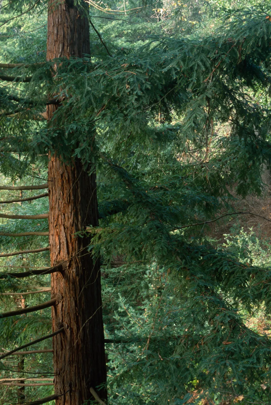 Coast Redwood in Redwood Section 