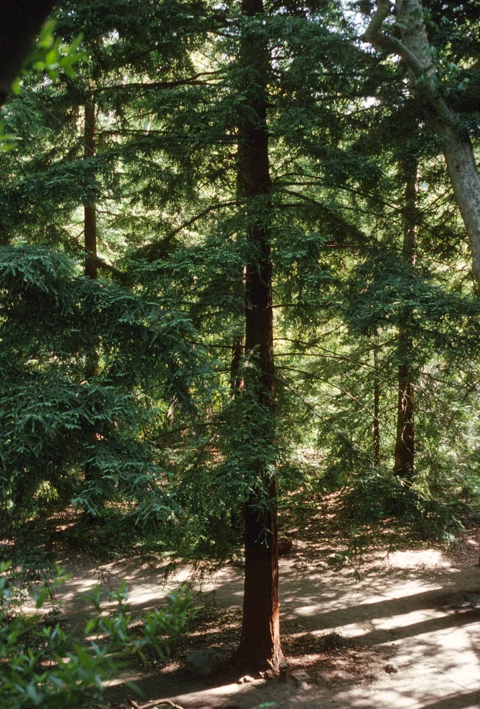 Redwood Section