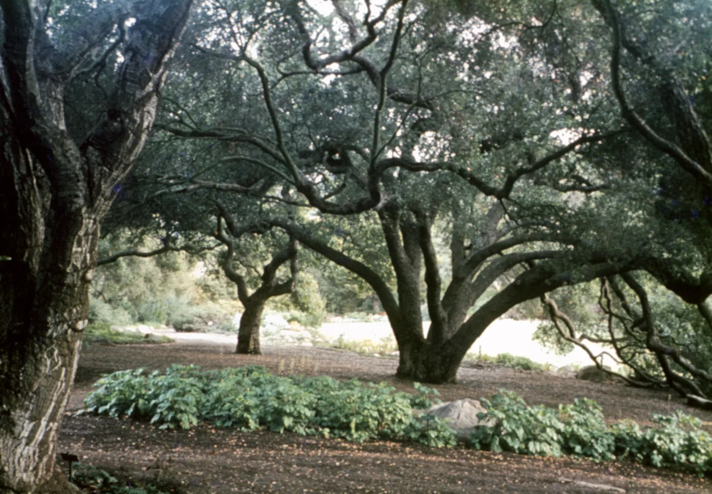 Oaks and Meadow