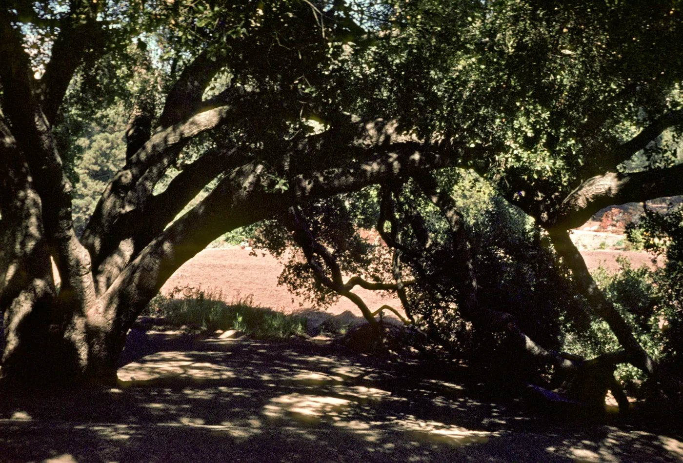 Meadow Oaks