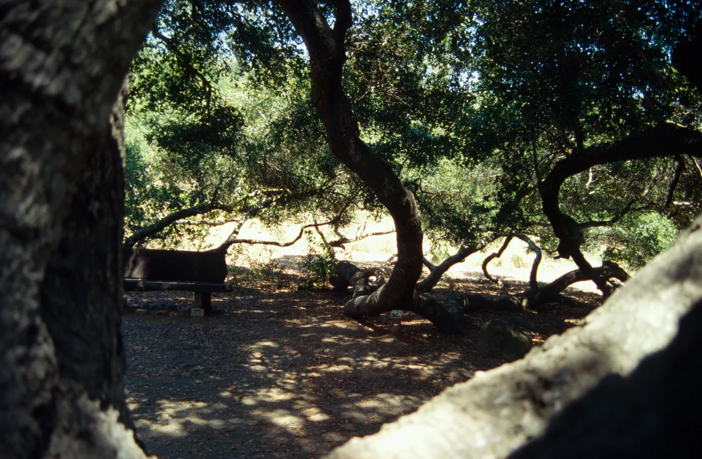 Meadow Oaks