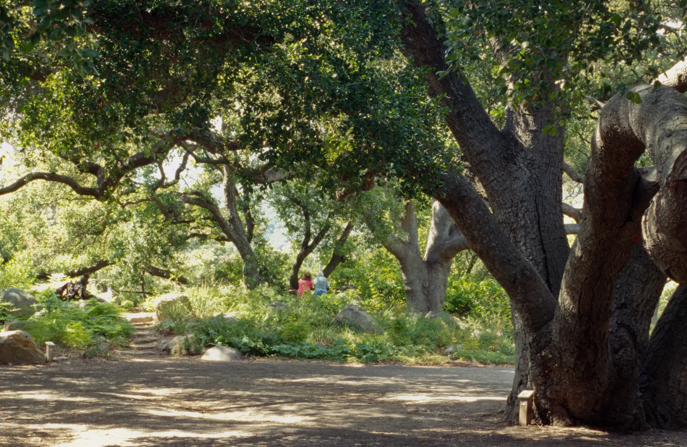 Under the Oaks