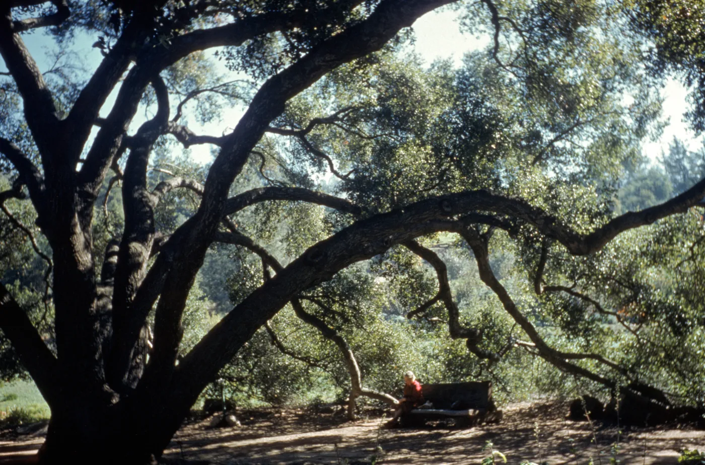 Sitting Under the Meadow Oaks