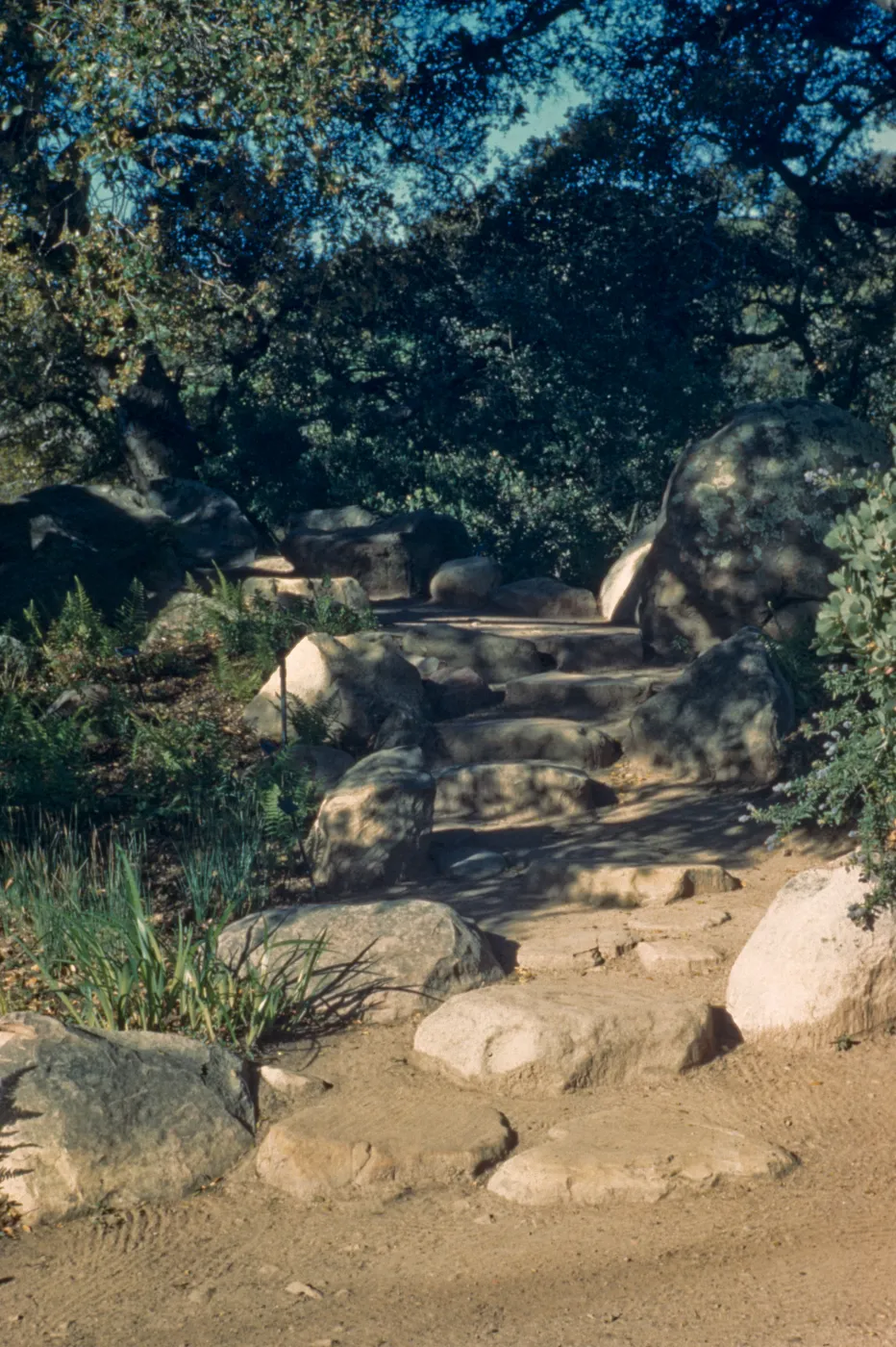 Stone steps Under the Meadow Oaks