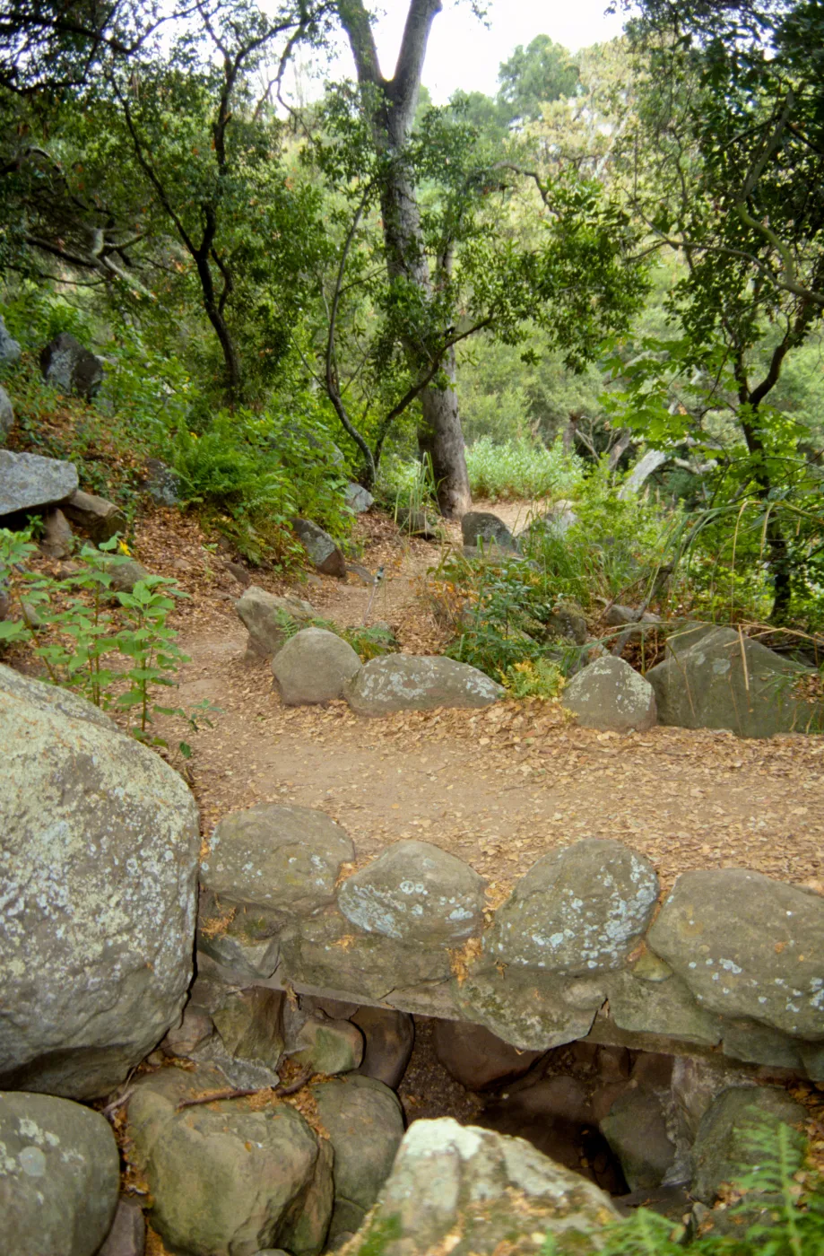 foot bridge on the Pritchett Trail