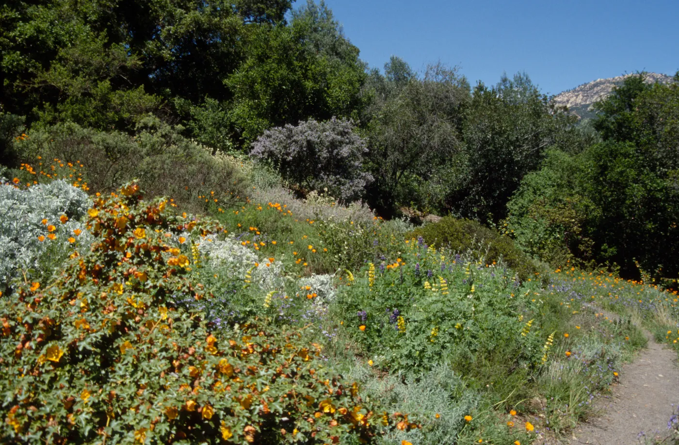 Porter Trail in the Spring, east slope in bloom