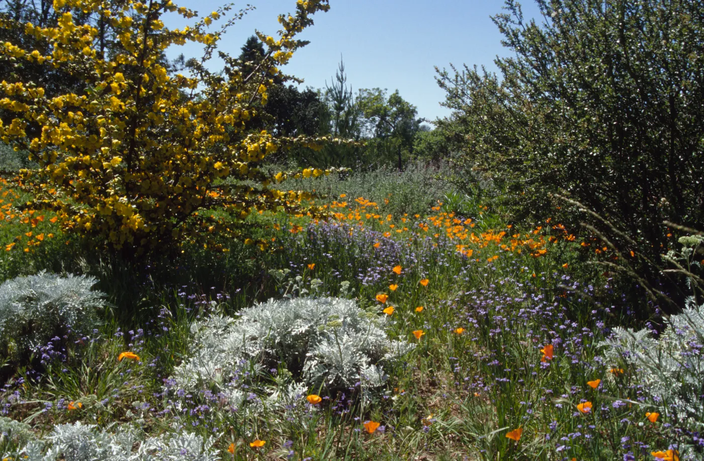 Wildflowers along Porter Trail