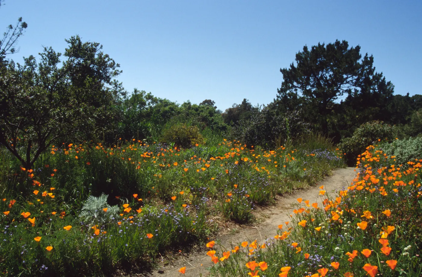 Wildflowers along Porter Trail