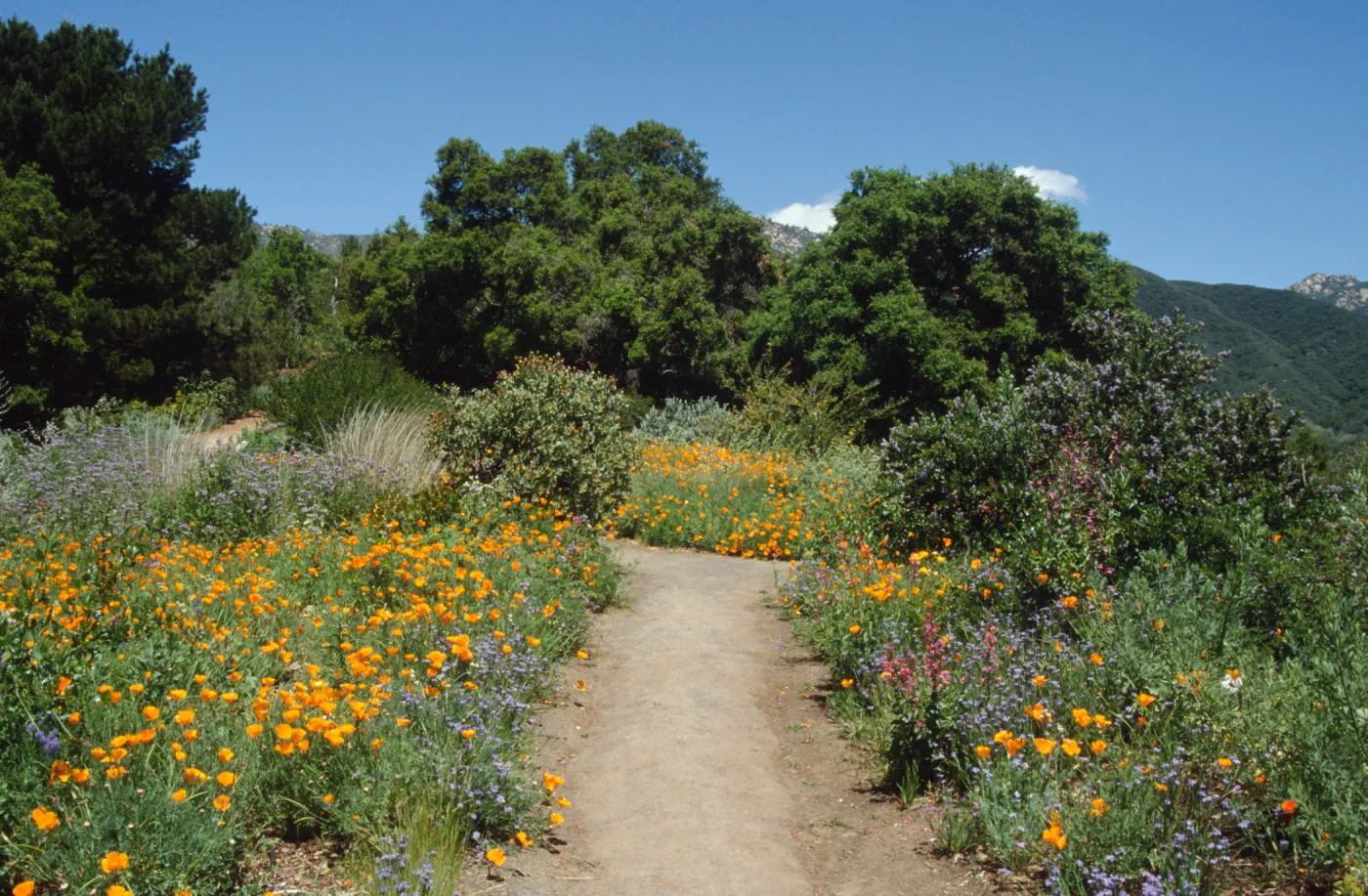 Wildflowers along Porter Trail