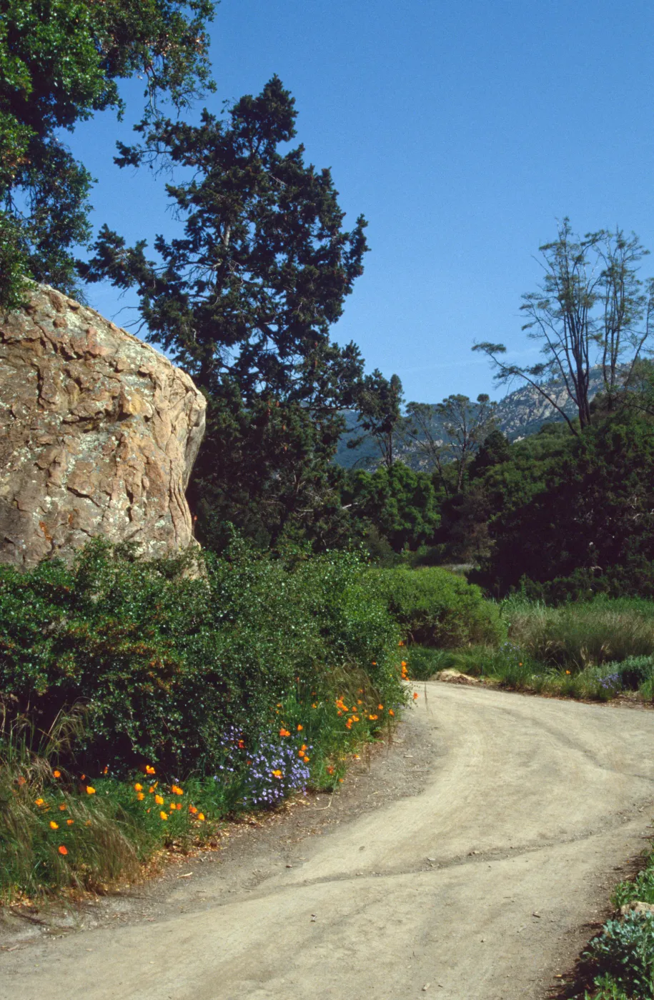 Blaksley Boulder & Douglas Fir