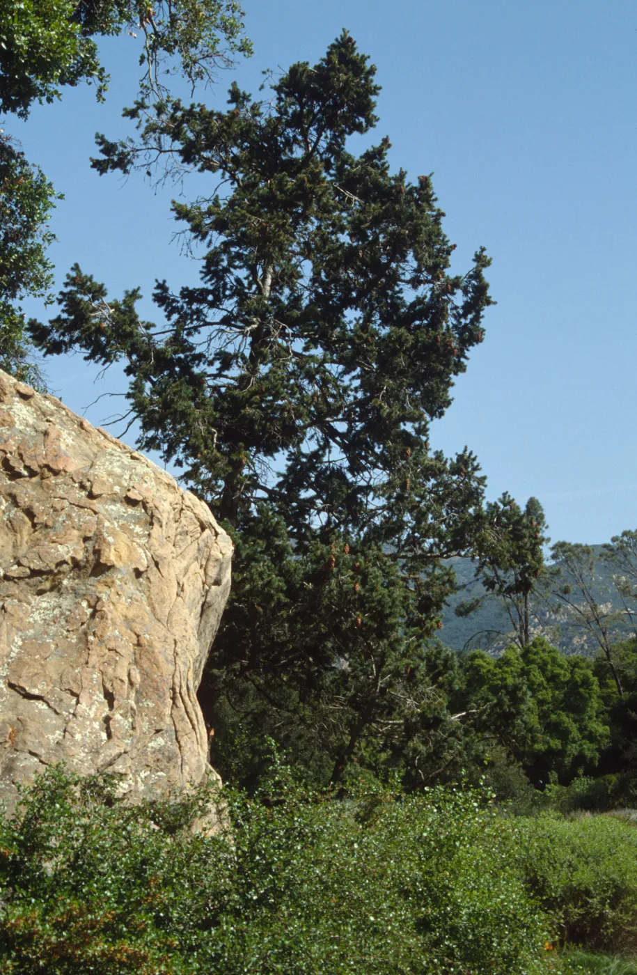 Blaksley Boulder & Douglas Fir