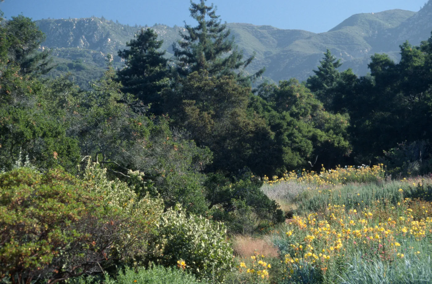 Top of Meadow