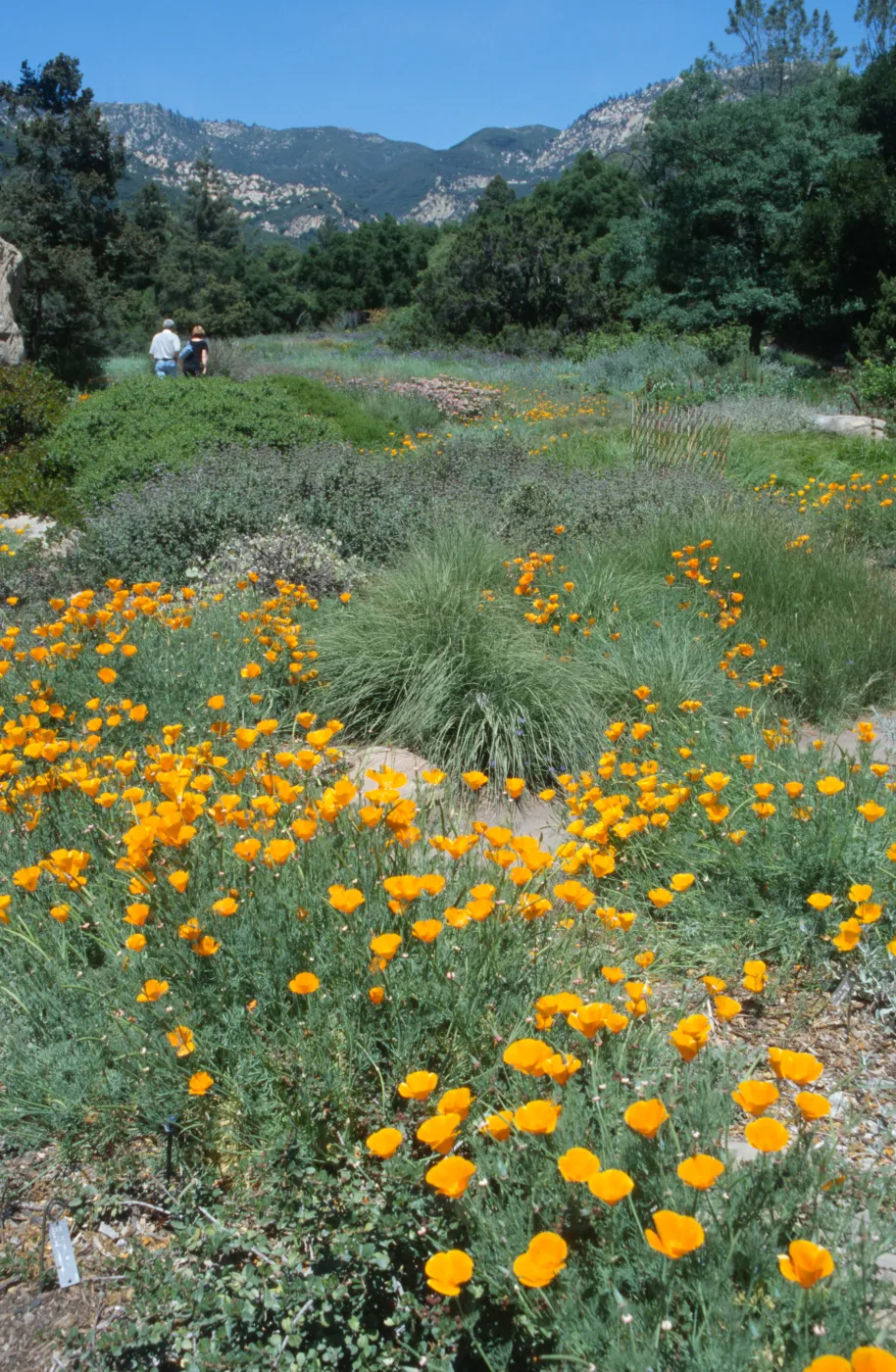 poppies in the Lower Meadow