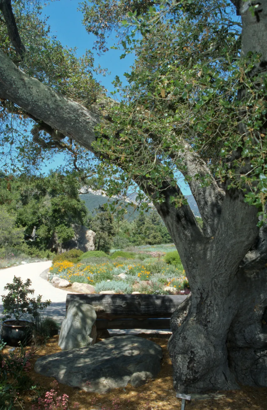 wood bench, Entrance Oak (Coastal Live Oak)