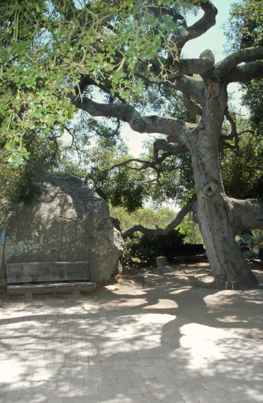 Meadow Oaks, wood bench, backside of Blaksley Boulder, Pavered Path