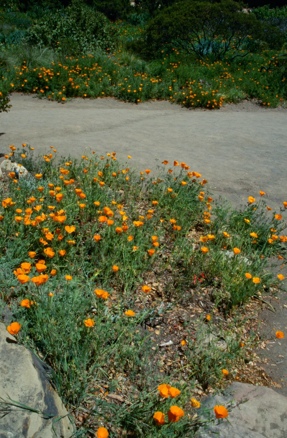Poppies in Lower Meadow