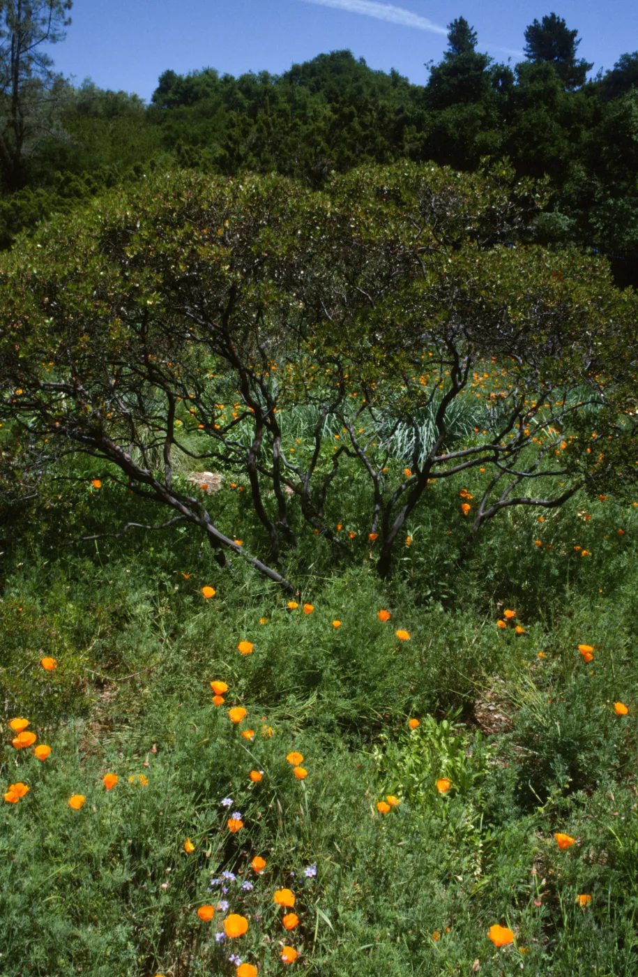 Manzanita & Poppies in Meadow