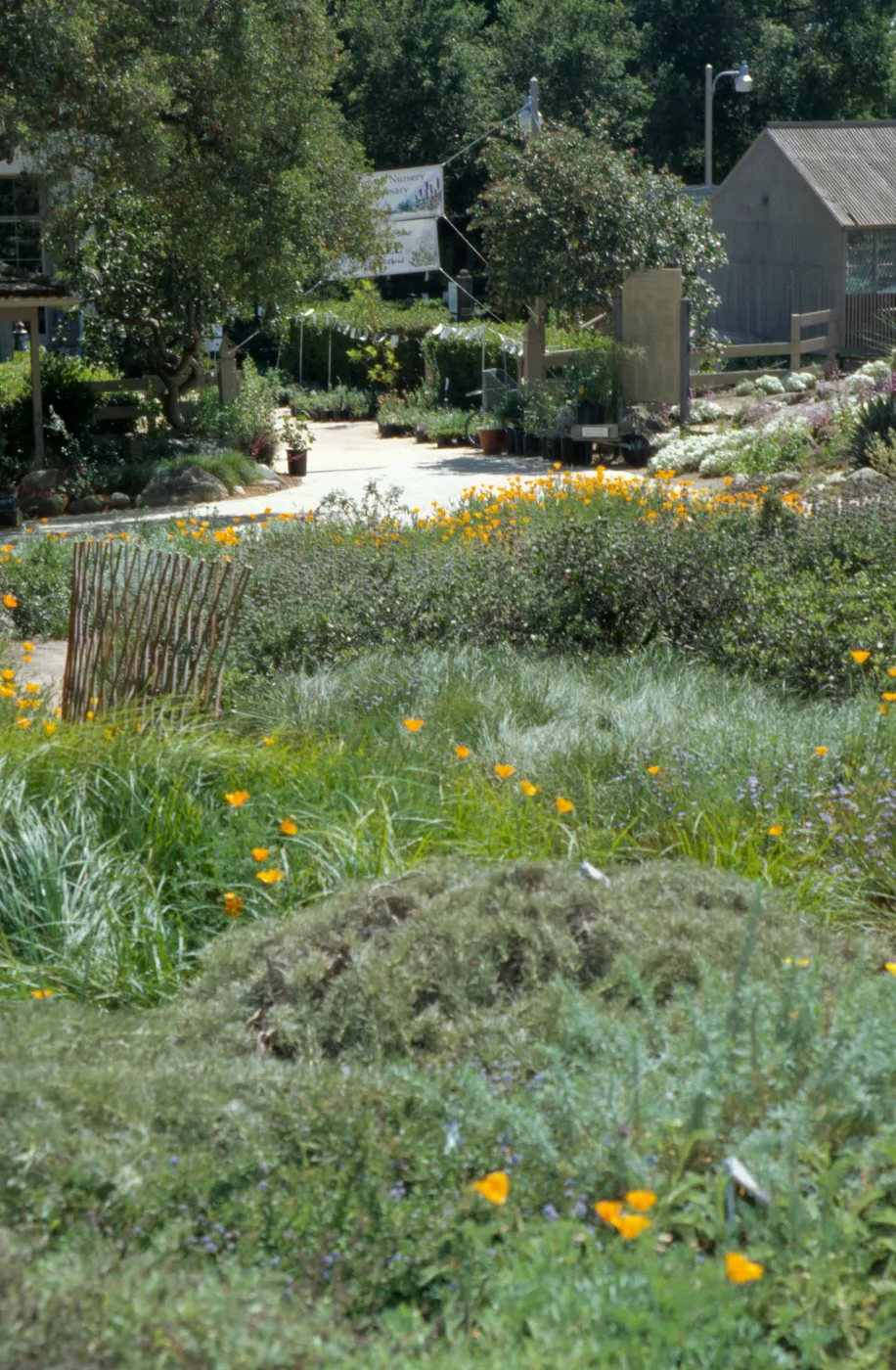 Lower Meadow, groundcover display
