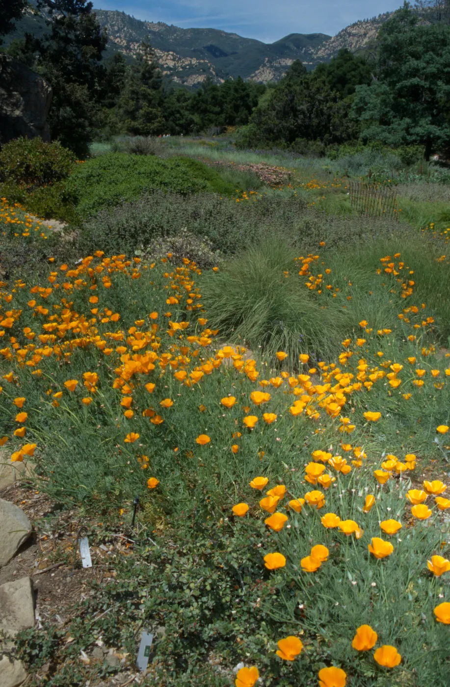 Poppies in Meadow wildflower display