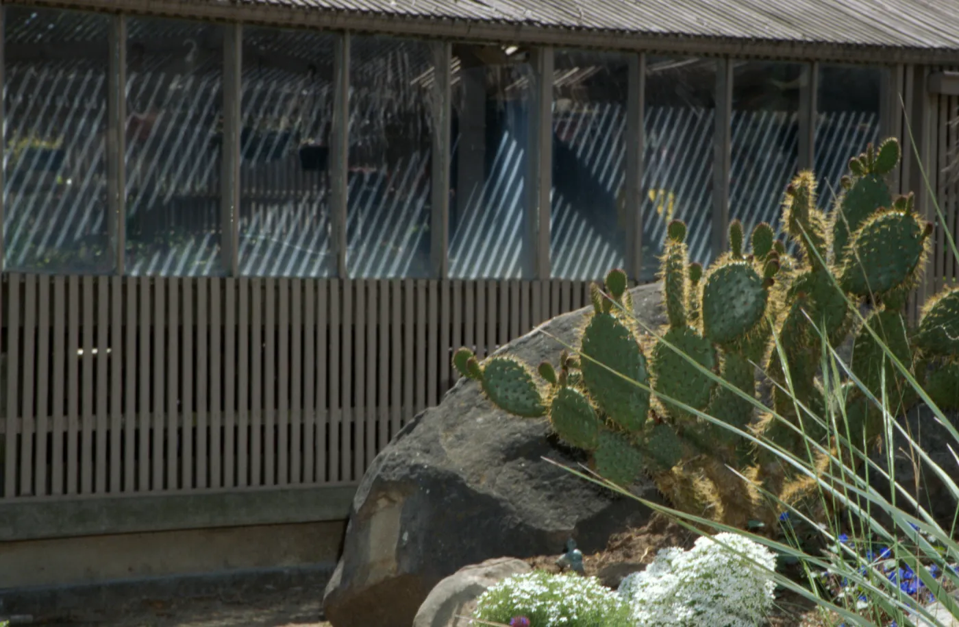 Opuntia (Prickly-pear) in front of Garden Growers lath house