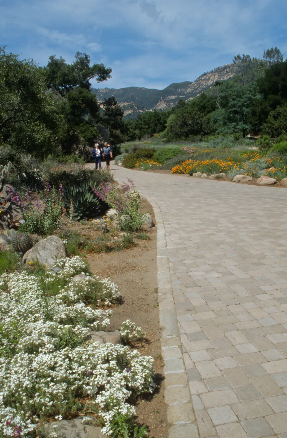 Desert Section and groundcover display with pavered path