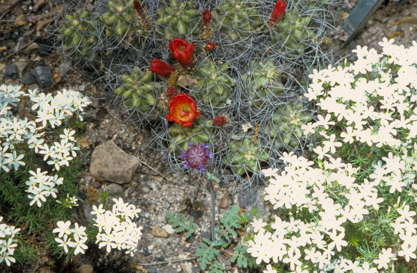Cactus flowering in Desert Section