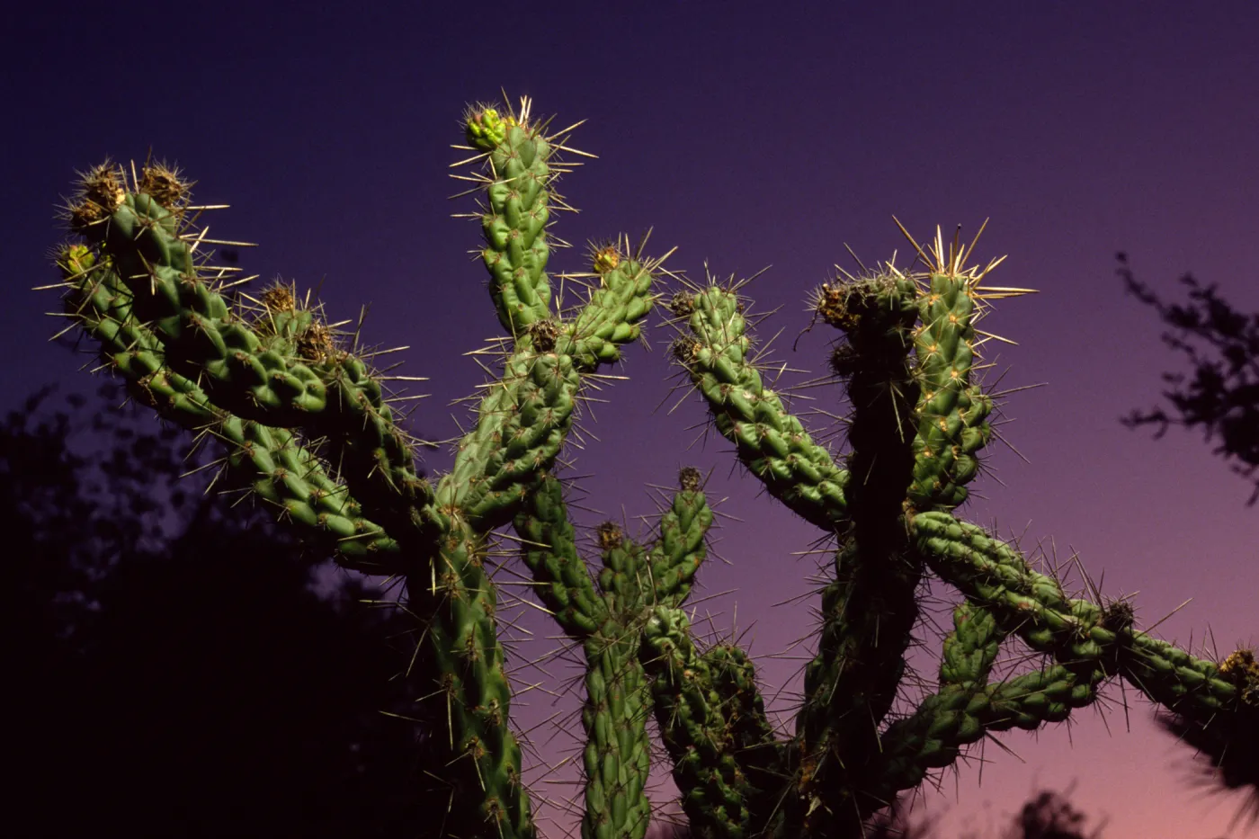  Cylindopuntia cactus in evening, © Alan Weisskopf