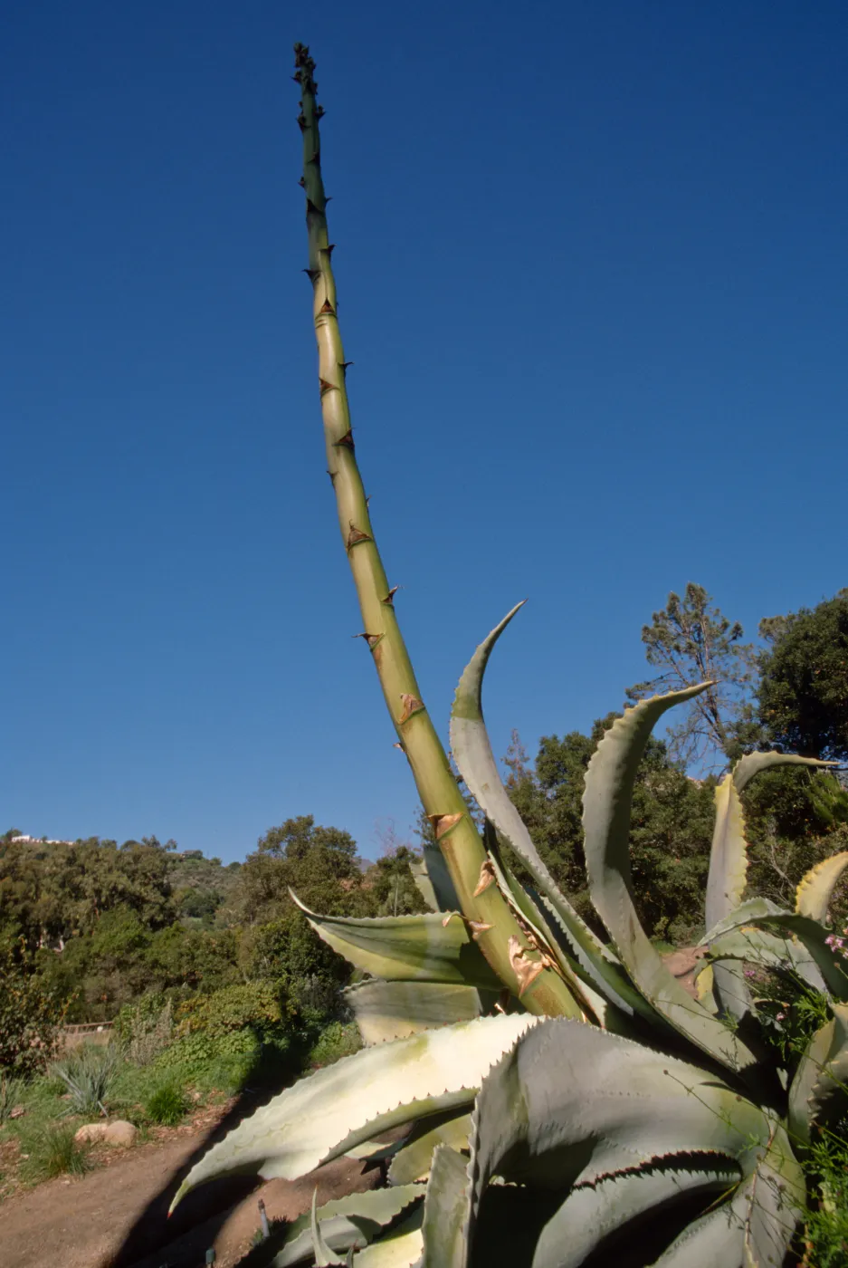 Agave sobria with tall inflorescence in Dudleya Display