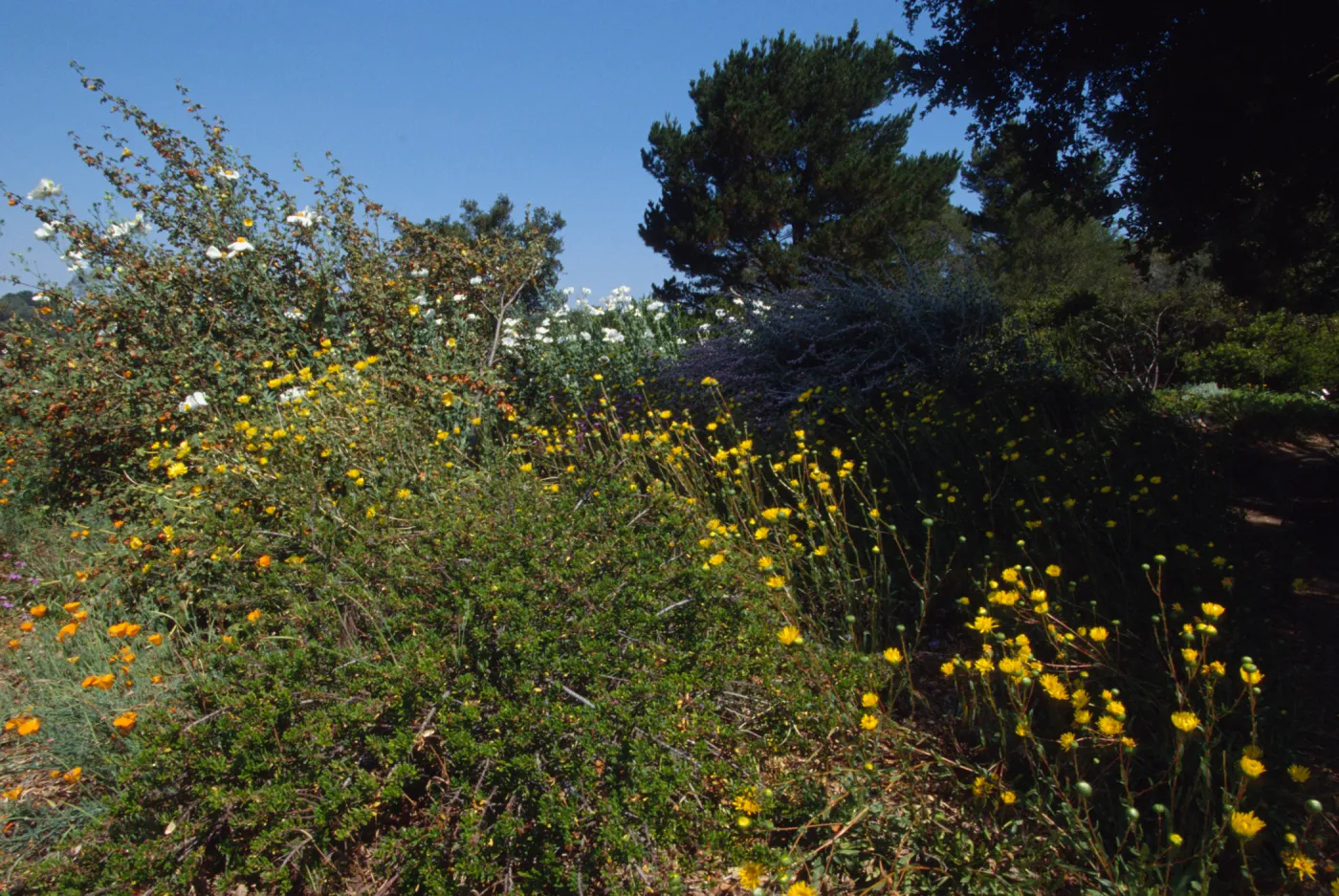 plant display at SBBG, © Marie Gayeski