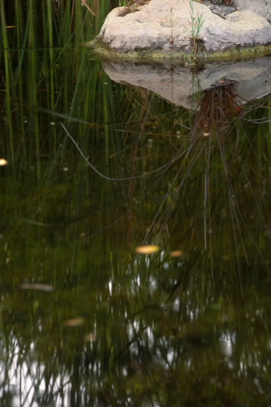 Reflection in garden pond near meadow, ©Alan Weisskopf