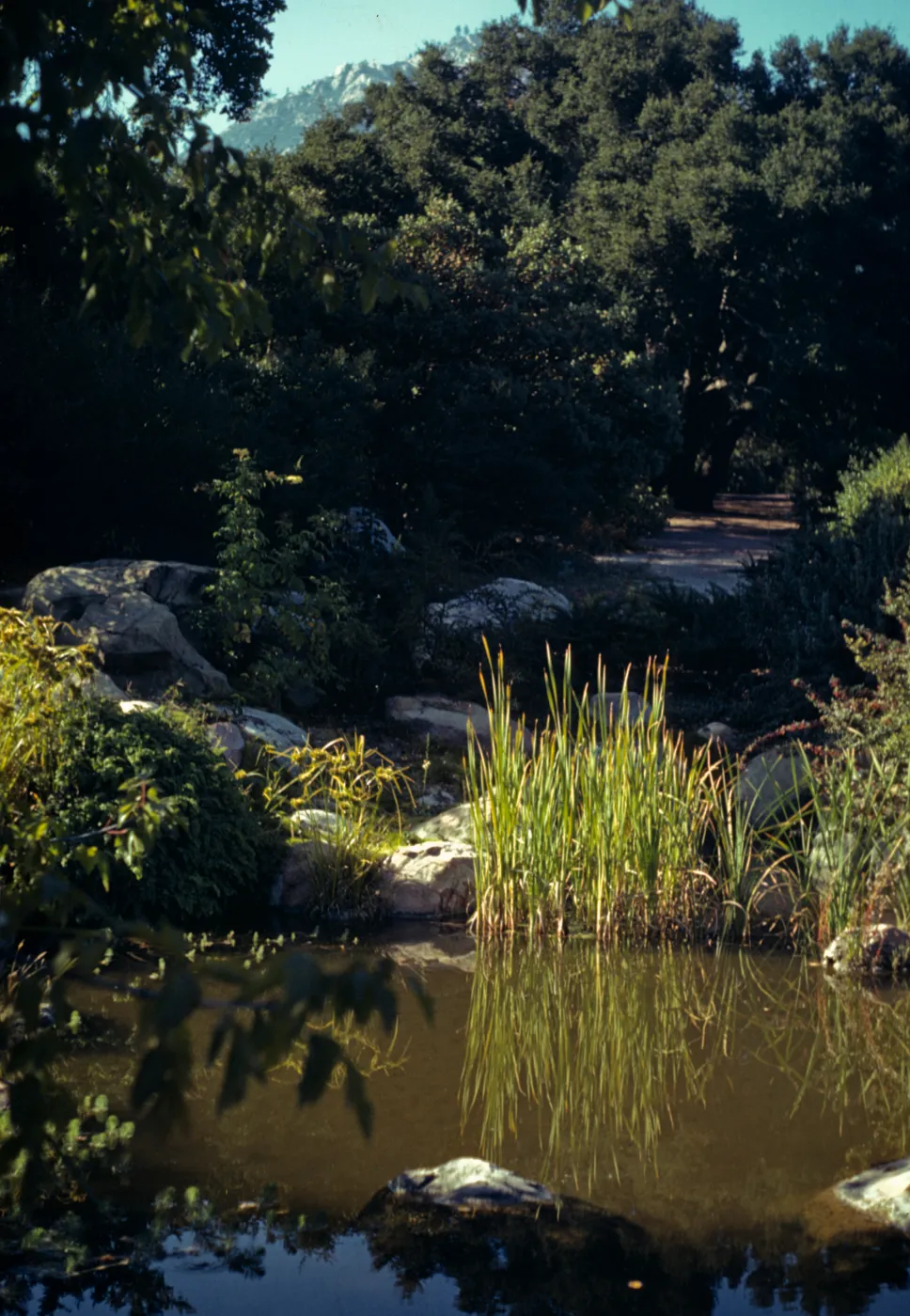 Garden pond
