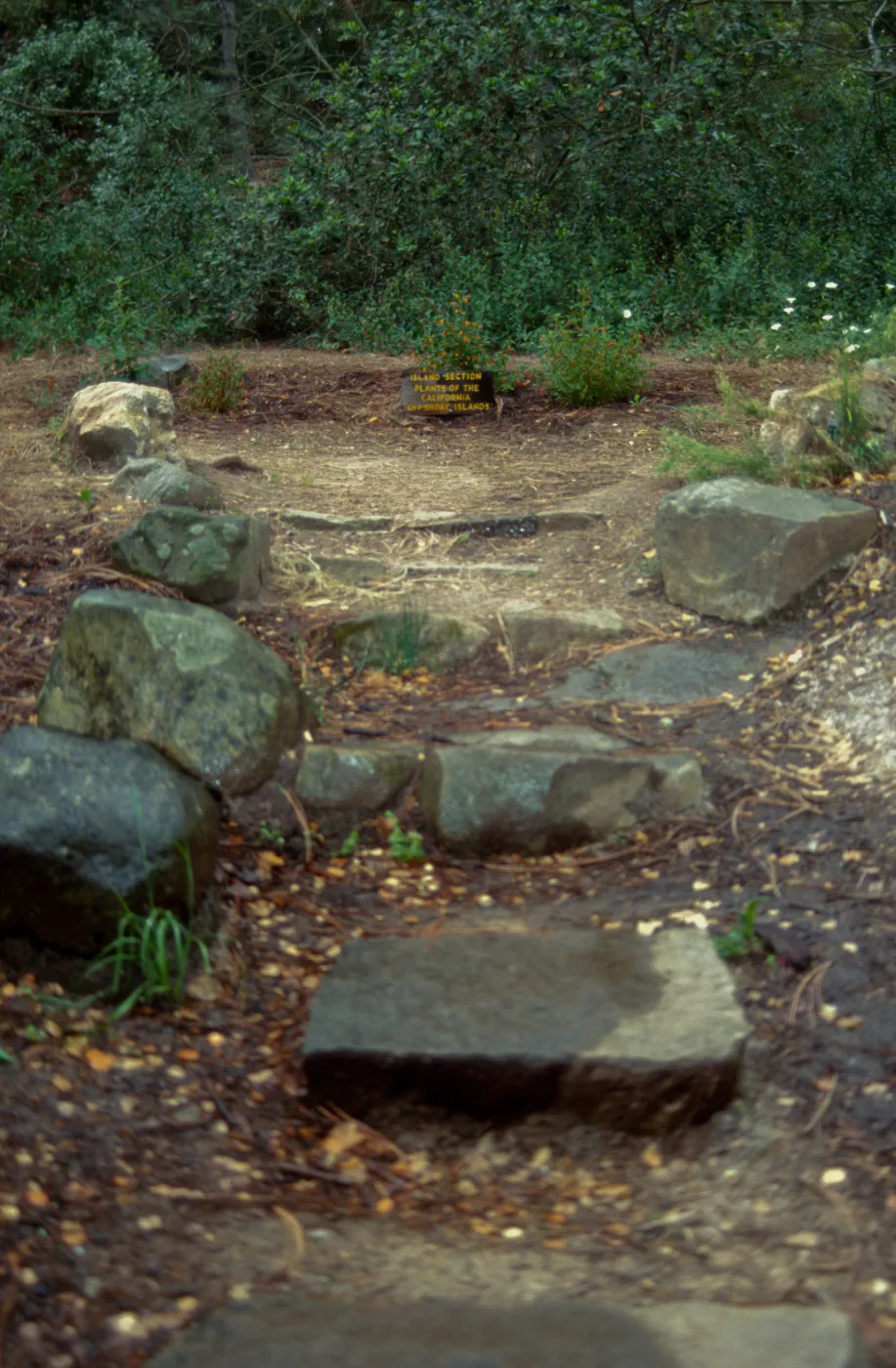 stone steps into Island Section with signage and Mimulus 