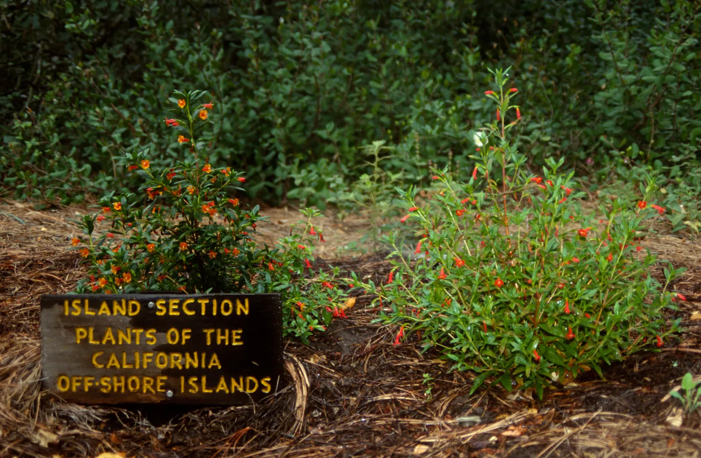 Island Section sign, Mimulus flemingii