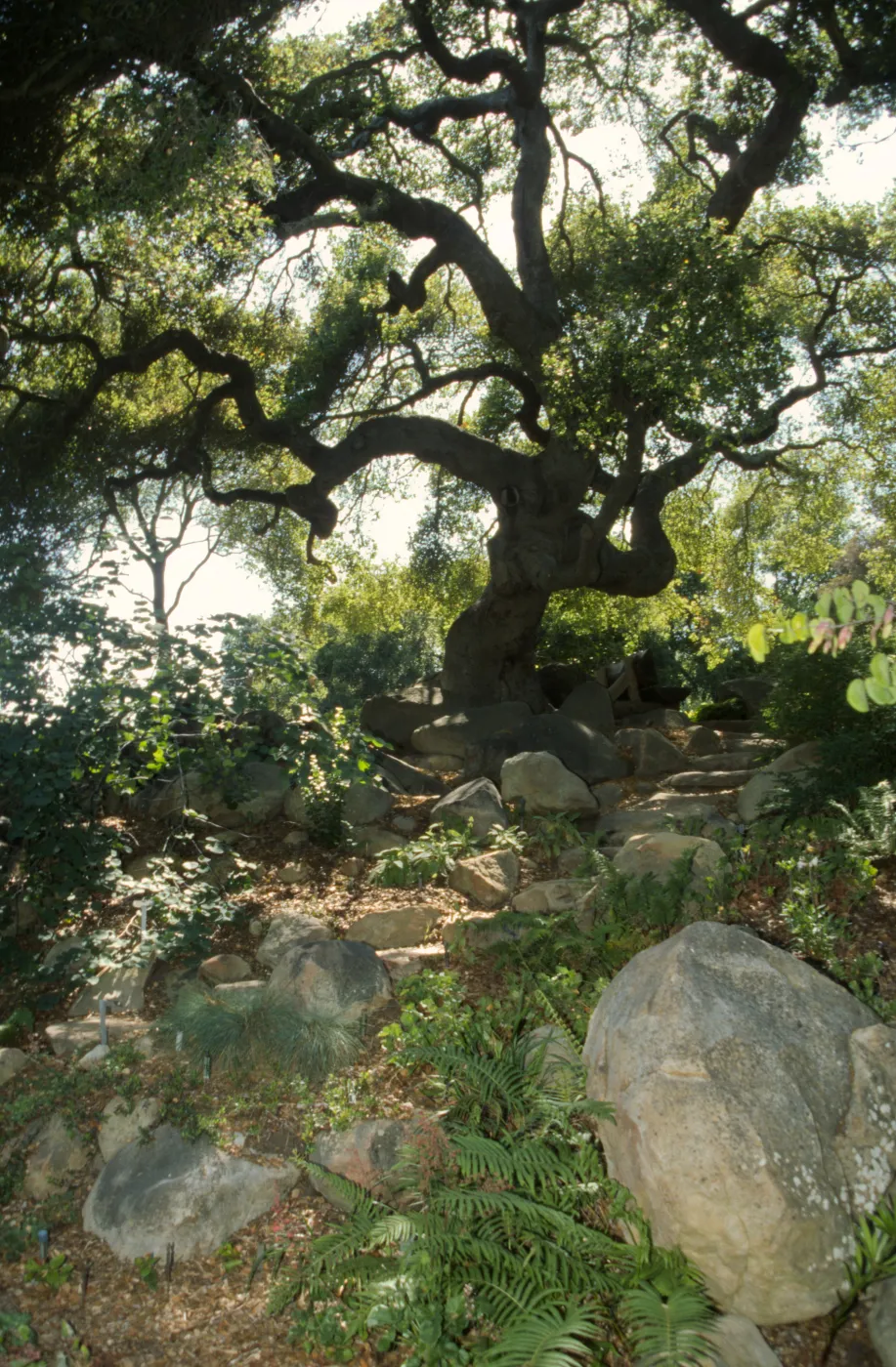 stone steps from the Arroyo to the Manzanita Section (Coastal Live Oak)
