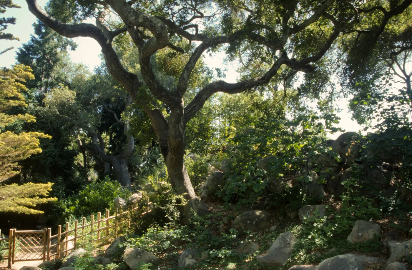 Tea House fence at the bottom of the Arroyo Section
