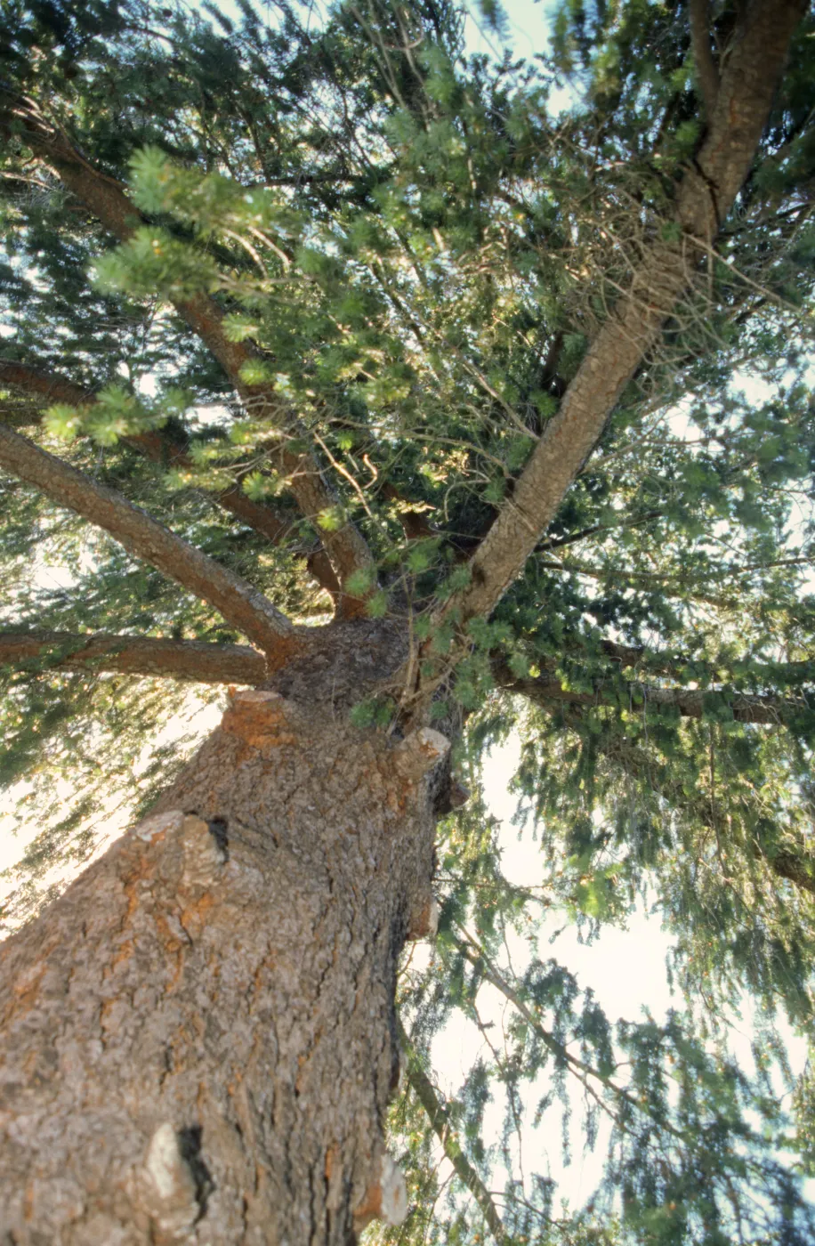 Abies magnifica at SBBG