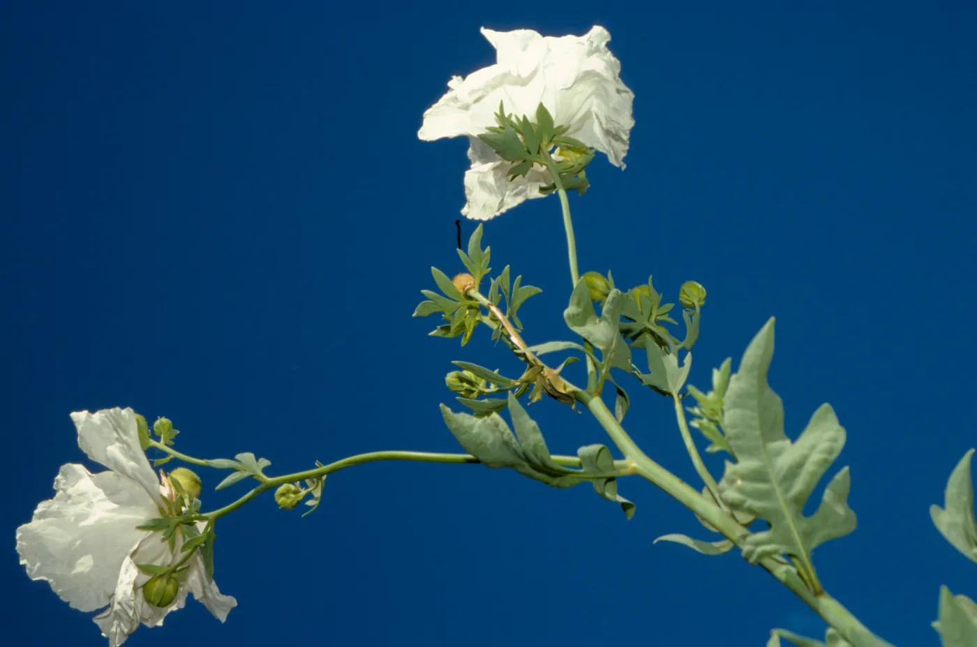 Matilija poppies in bloom