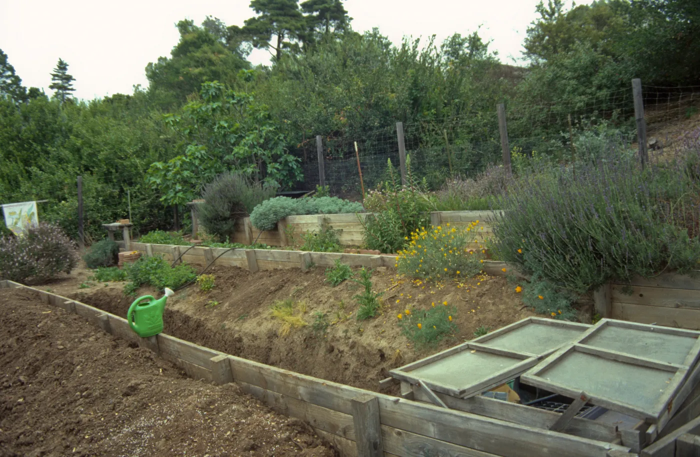 Children's Garden