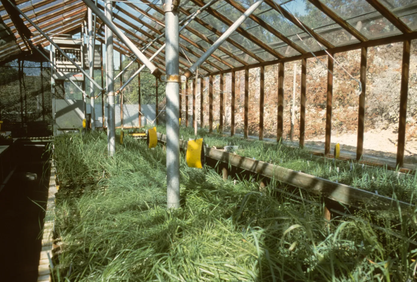 Horticulture Unit, Myrick lathe house