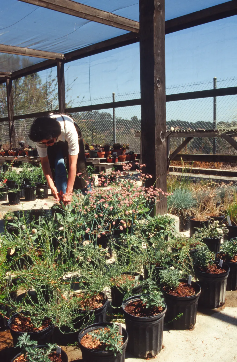 Horticulture Unit covered growing area, gallon pots, potted plants
